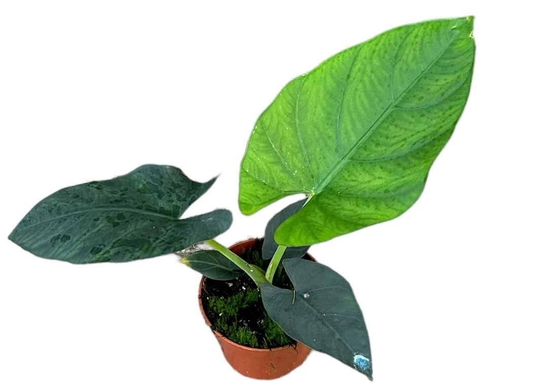 Alocasia Scabriuscula - Ø10,5cm - ↕15cm