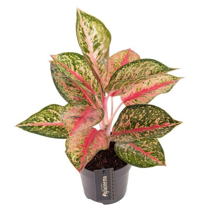 Aglaonema Paradise Red - Ø12cm - ↕40cm