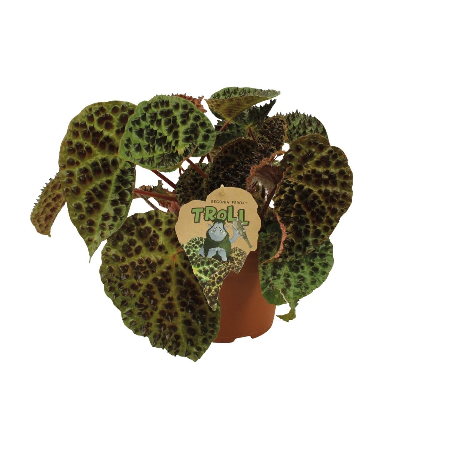 Begonia Rex Ferox - Ø17cm - ↕30cm