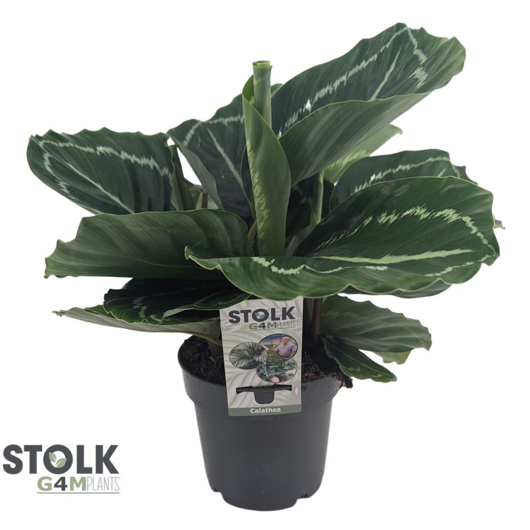 Calathea Roseopicta - Ø14cm - ↕40cm