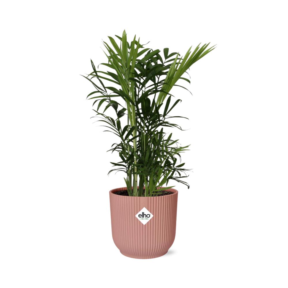 Chamaedorea Elegans - in ELHO Vibes pot pink Ø14cm