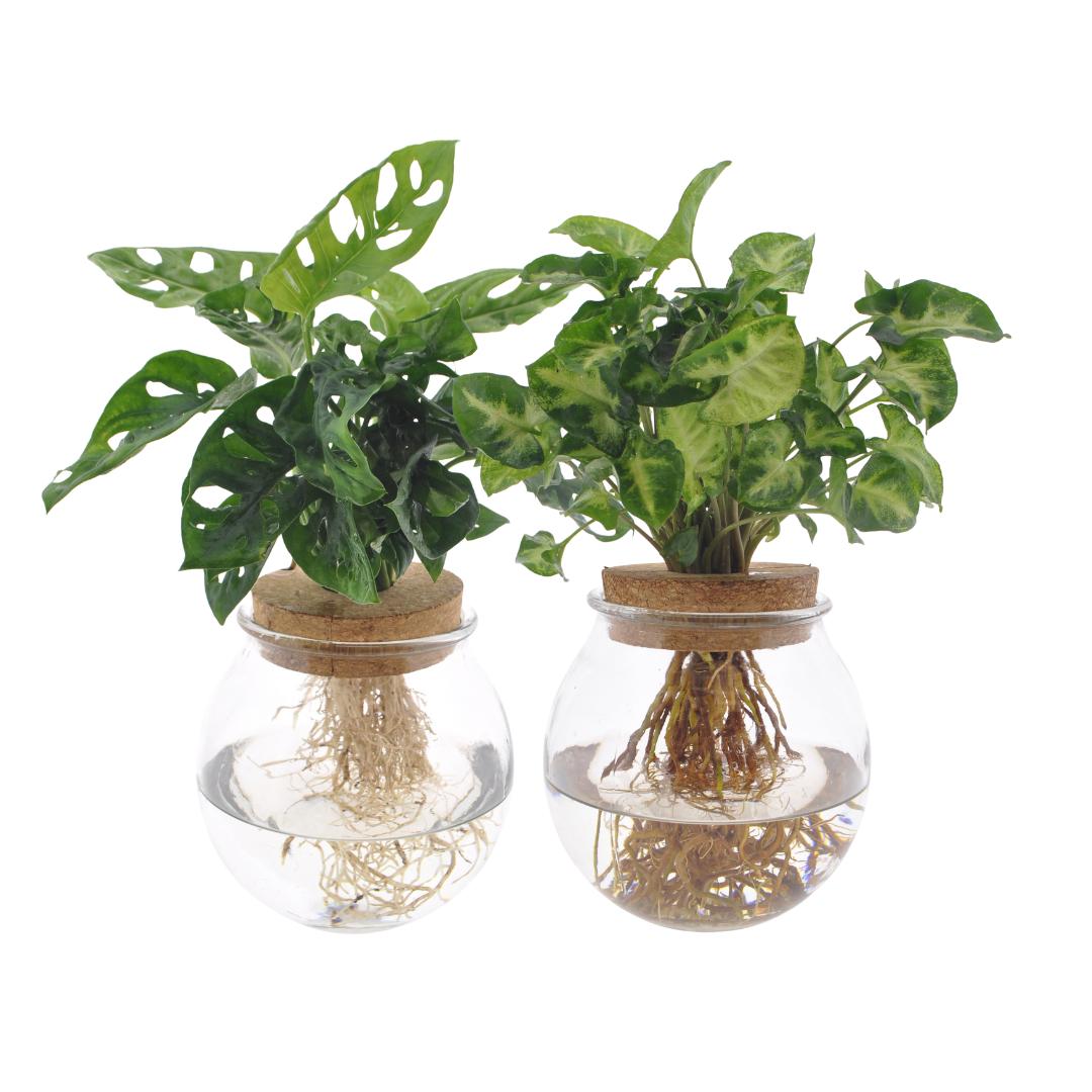 Bolglas Duo Monstera Adansonii/Syngonium Green - 2 pieces - Ø12cm - ↕12-30cm