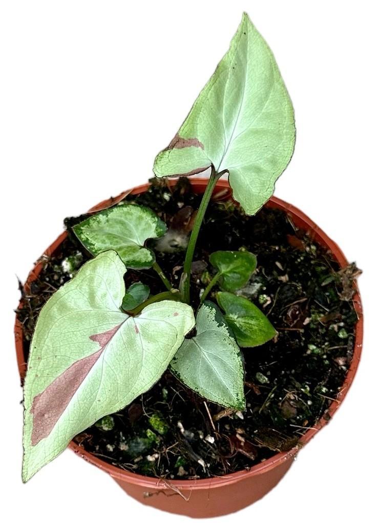 Syngonium Strawberry Milk - Ø10,5cm - ↕15cm