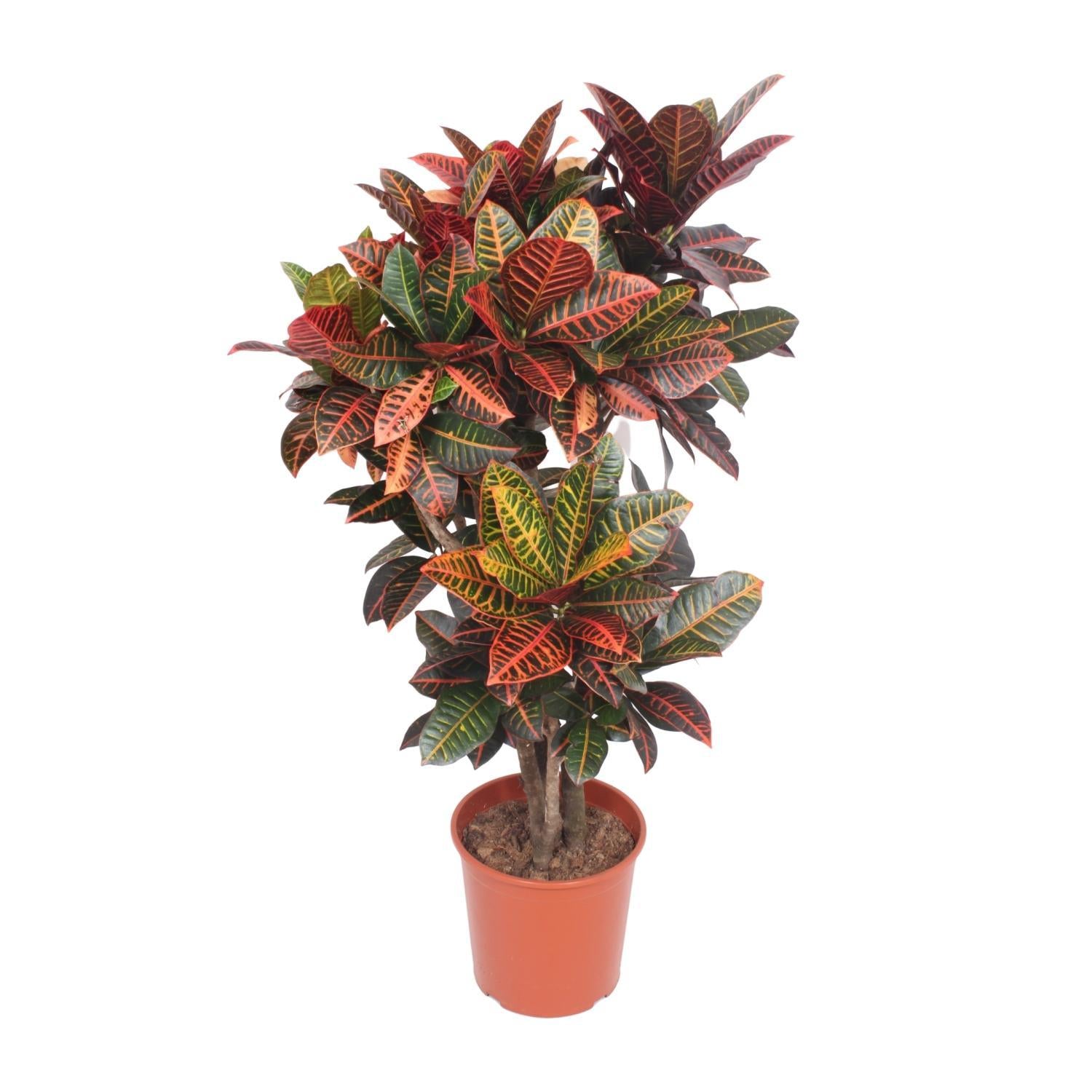 Codiaeum Petra (Croton Petra) - Ø30cm - ↕130cm