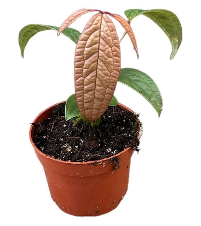 Anthurium Arisaemoides - Ø10,5cm - ↕15cm