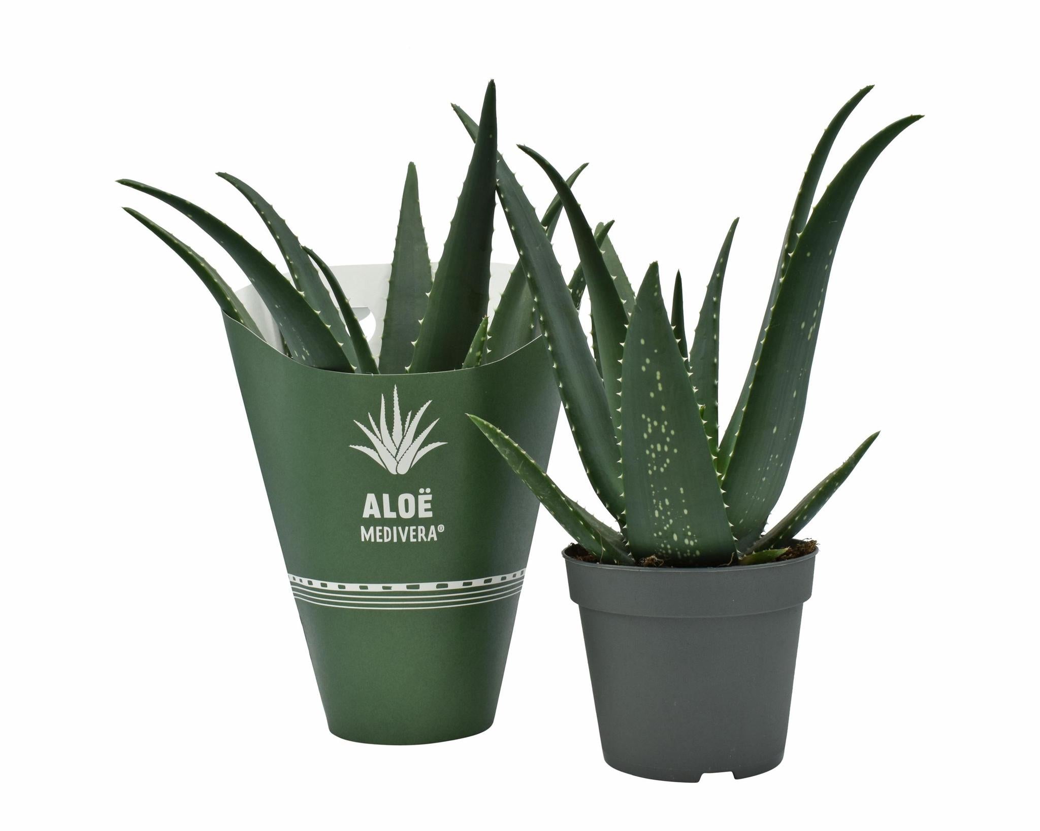 Aloe MEDIVERA® Equator - Ø14cm - ↕30cm