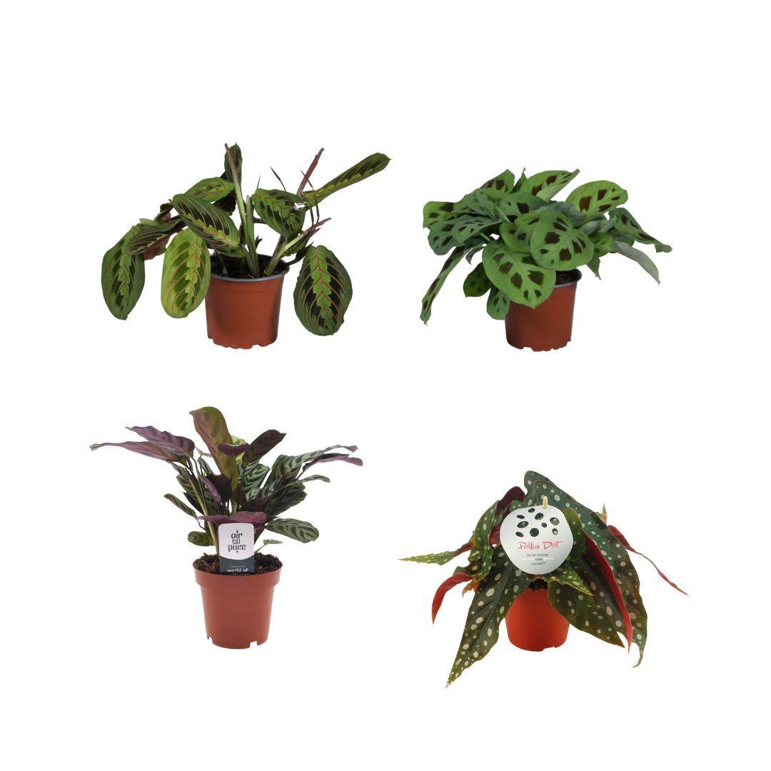 Colorful plant box - 4 pieces - Ø12cm - ↕20-30cm