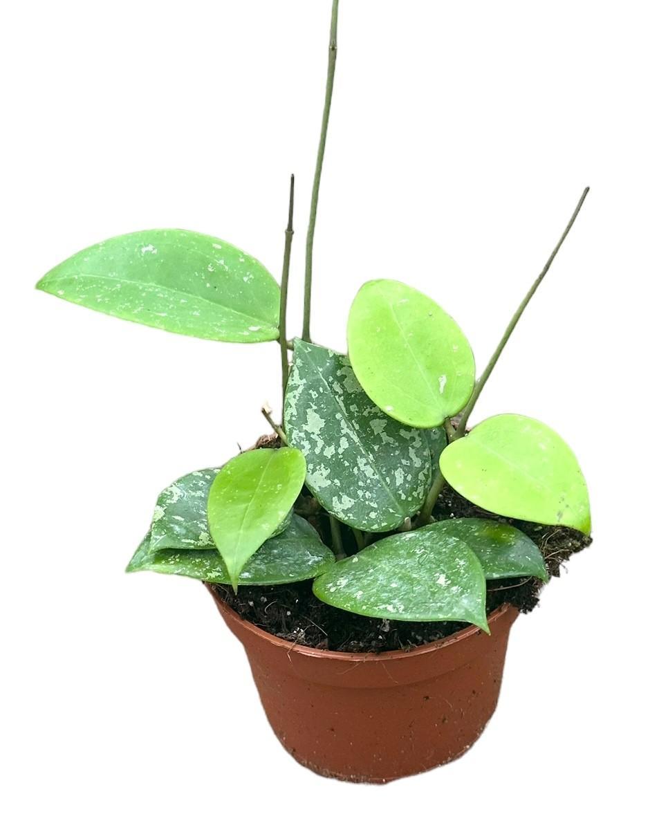 Hoya Parasitica Splash - Ø10,5cm - ↕cm