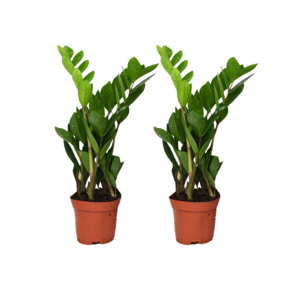 Zamioculcas Zamiifolia - 2 Stück - ø12cm - ↕40cm