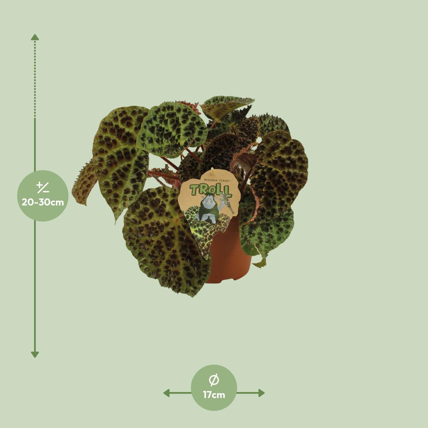 Begonia Rex Ferox - Ø17cm - ↕30cm