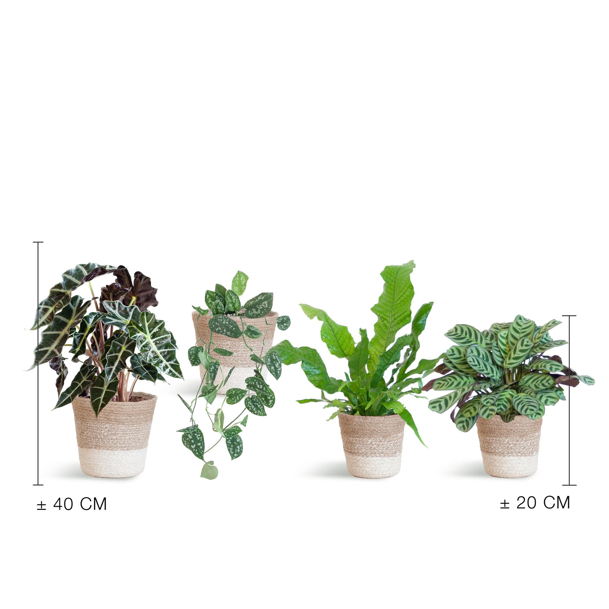 Special Leaf Plant Set x4