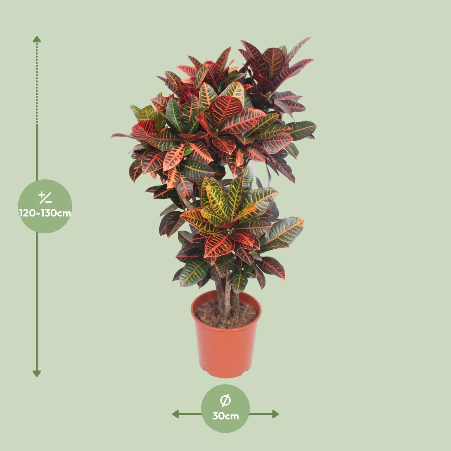 Codiaeum Petra (Croton Petra) - Ø30cm - ↕130cm