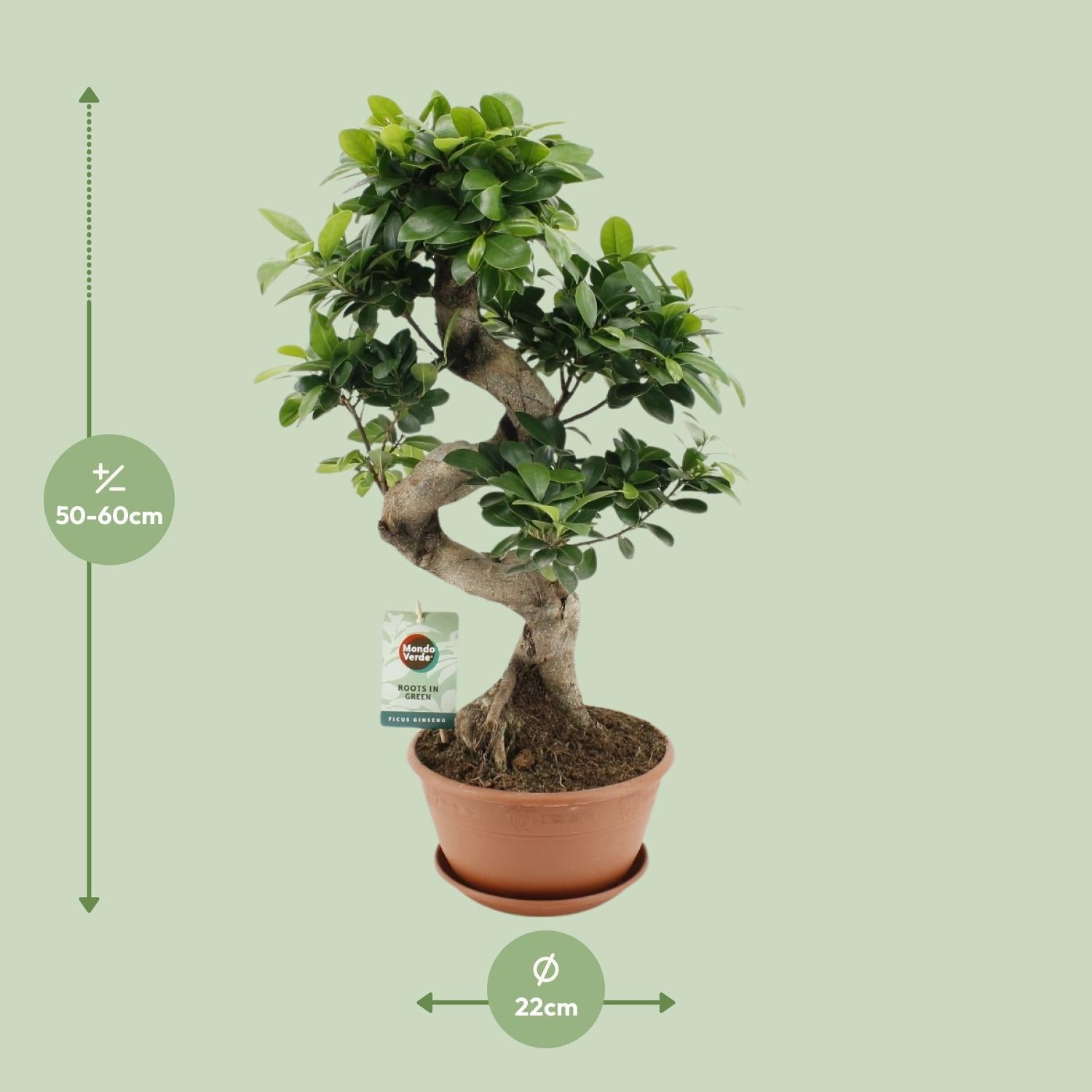 Ficus Ginseng - Ø22cm - ↕60cm