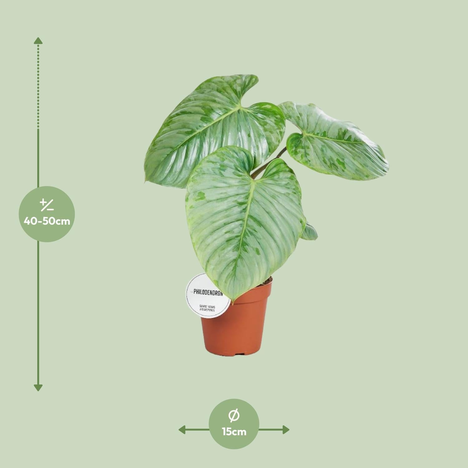 Philodendron Sodiroi - Ø15cm - ↕45cm