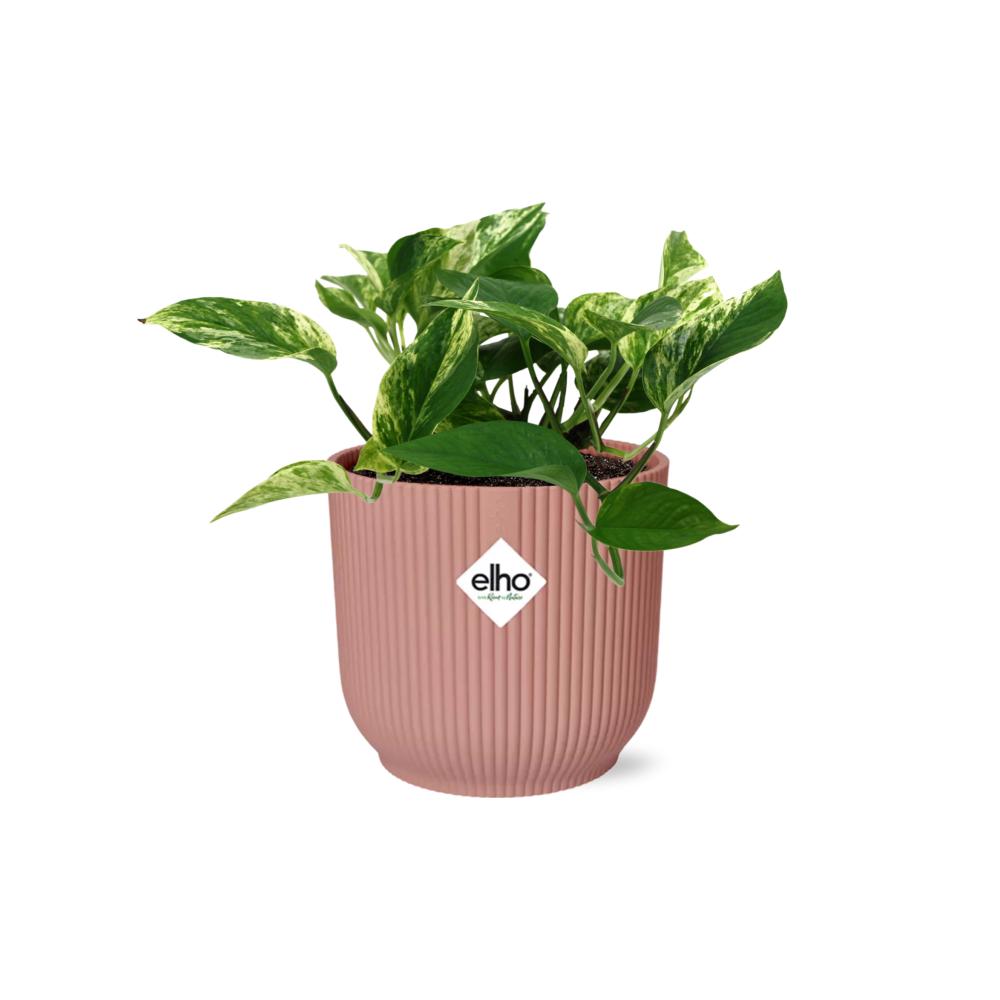 Scindapsus (Epipremnum) Marble Queen - in ELHO Vibes Topf rosa Ø14cm