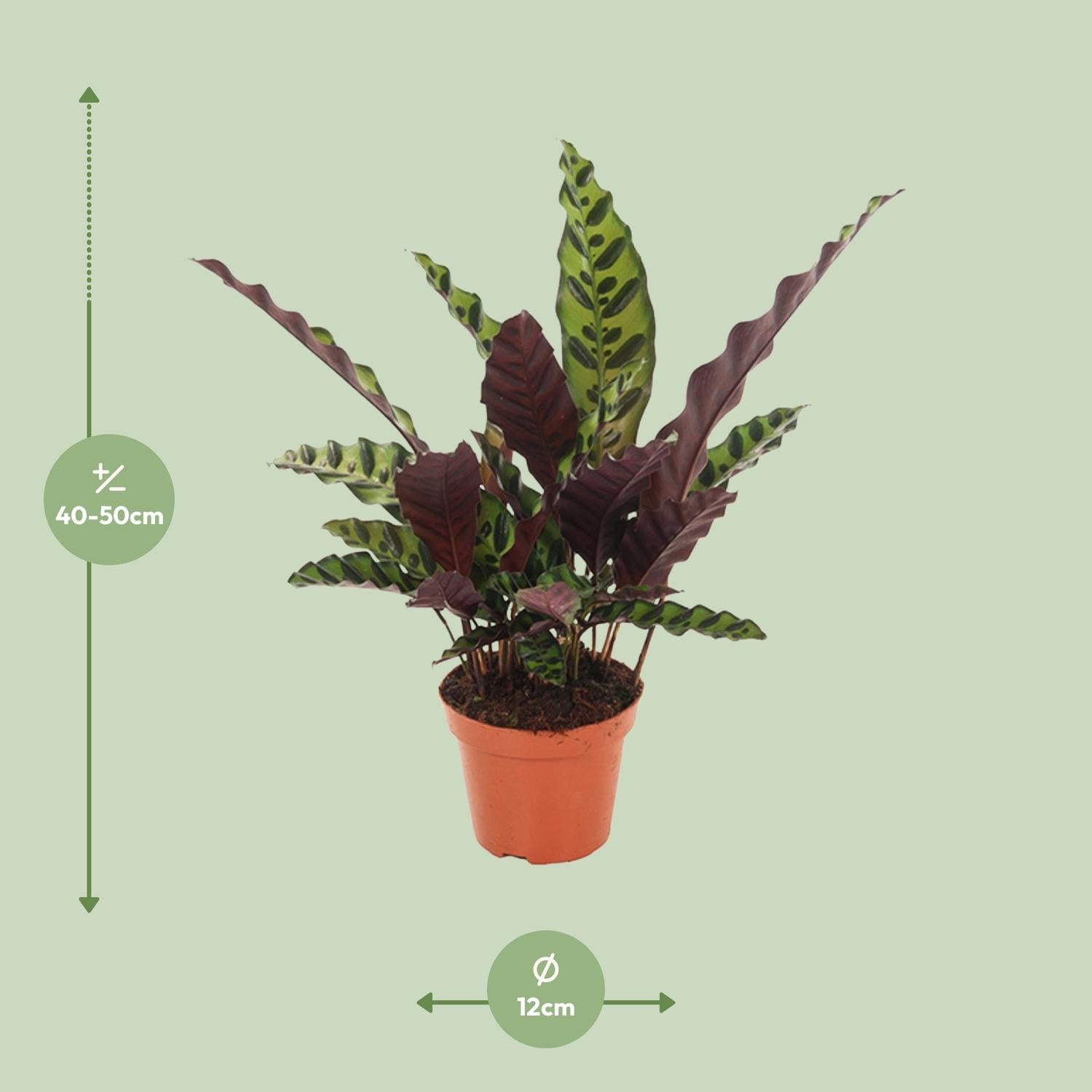 Calathea Insignis - Ø12cm - ↕50cm