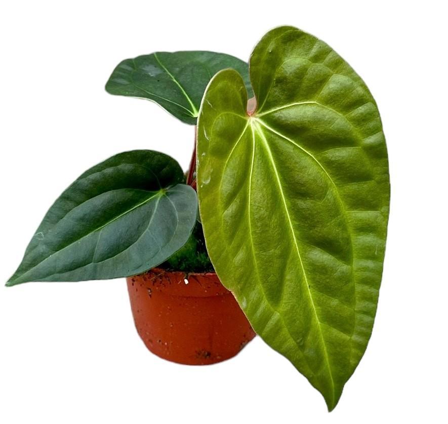 Anthurium Regale X Luxurians - Ø10,5cm - ↕15cm