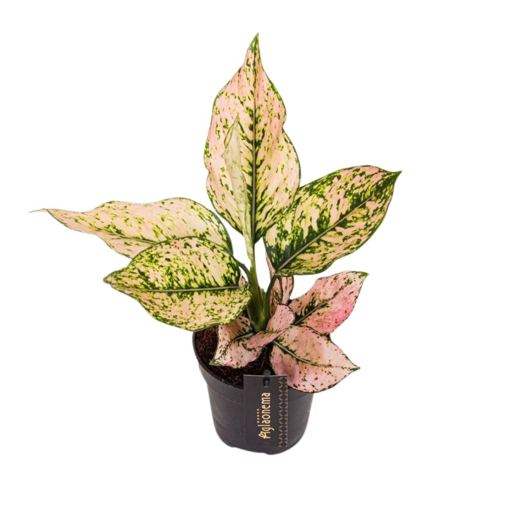 Aglaonema Rosy - Ø12cm - ↕35cm