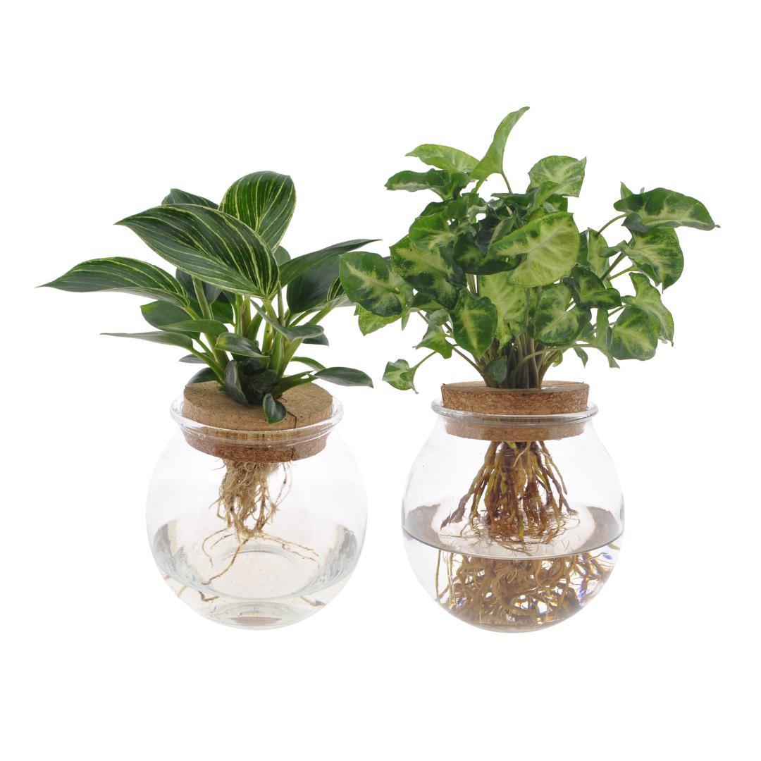 Bolglas Duo Syngonium Green/White Wave - 2 pieces - Ø12cm - ↕30cm