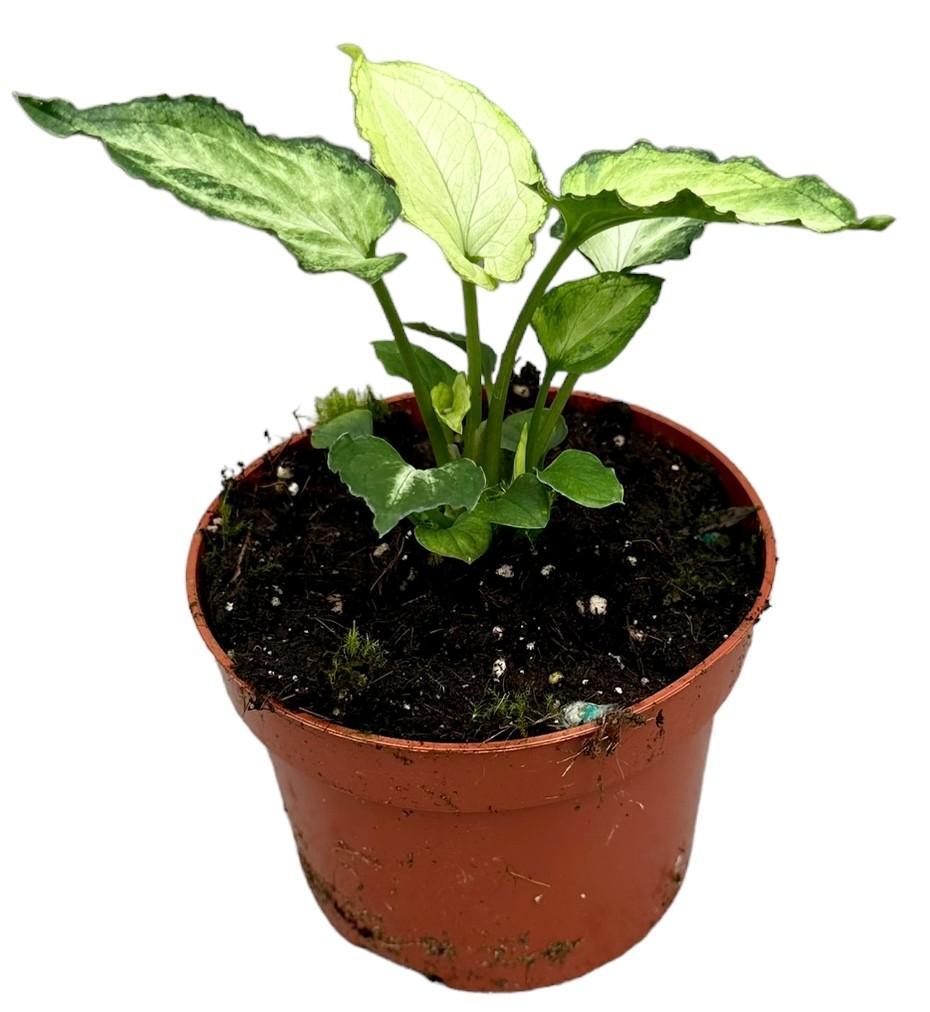 Syngonium Mouse Ears - Ø10,5cm - ↕15cm