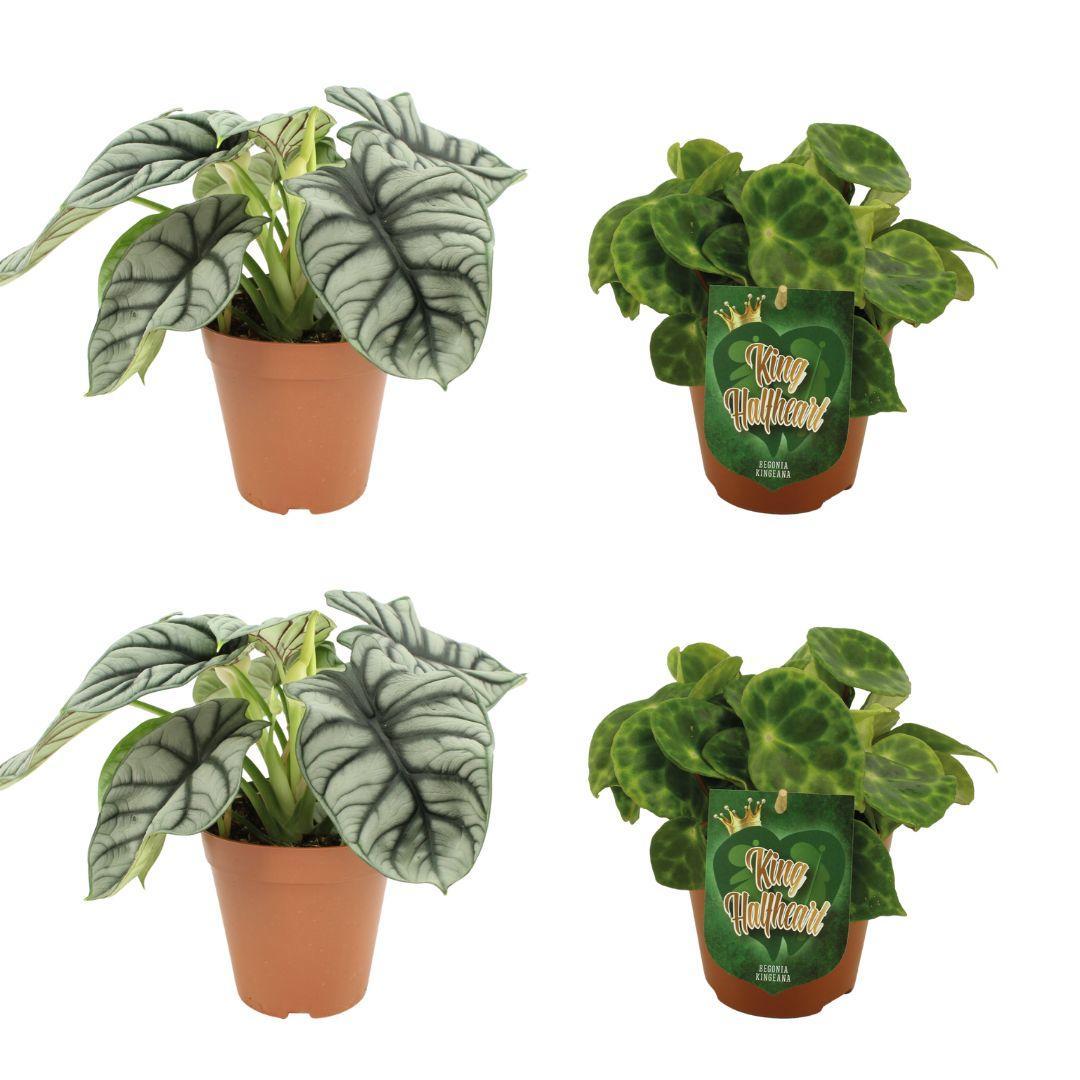 2x Alocasia Silver Dragon + 2x Begonia Kingiana  - Ø12cm - ↕20-45cm