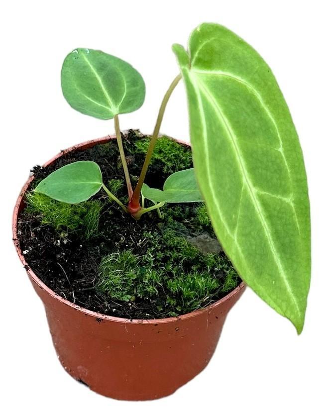 Anthurium Magnificum X Magnificum - Ø10,5cm - ↕15cm