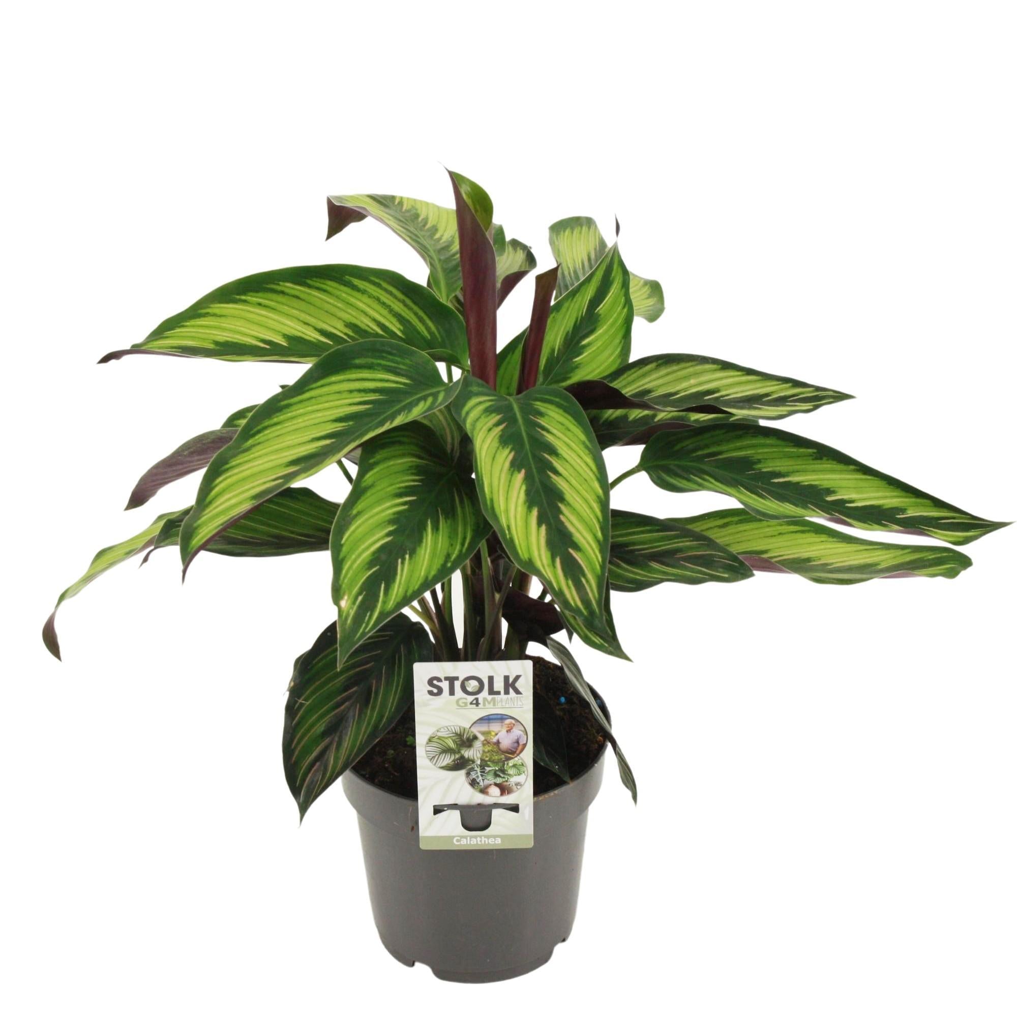 Calathea Majestica Princeps - Ø14cm - ↕45cm