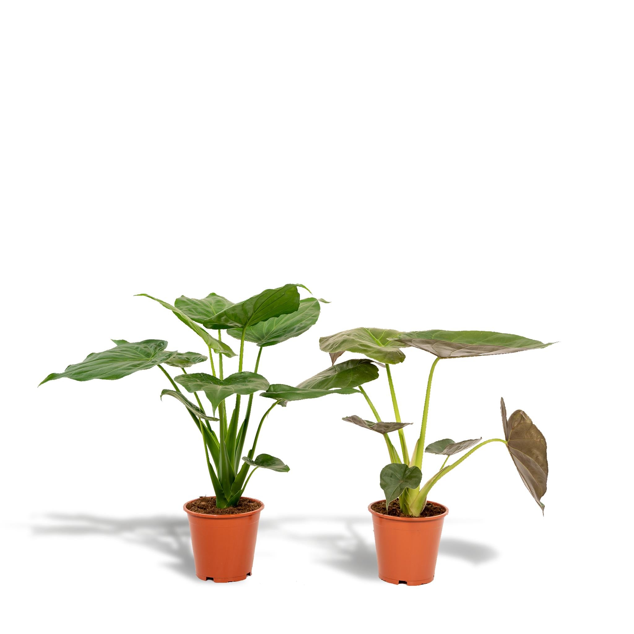 Alocasia Cucullata - Ø19cm - ↕60cm + Alocasia Wentii - Ø19cm - ↕60cm