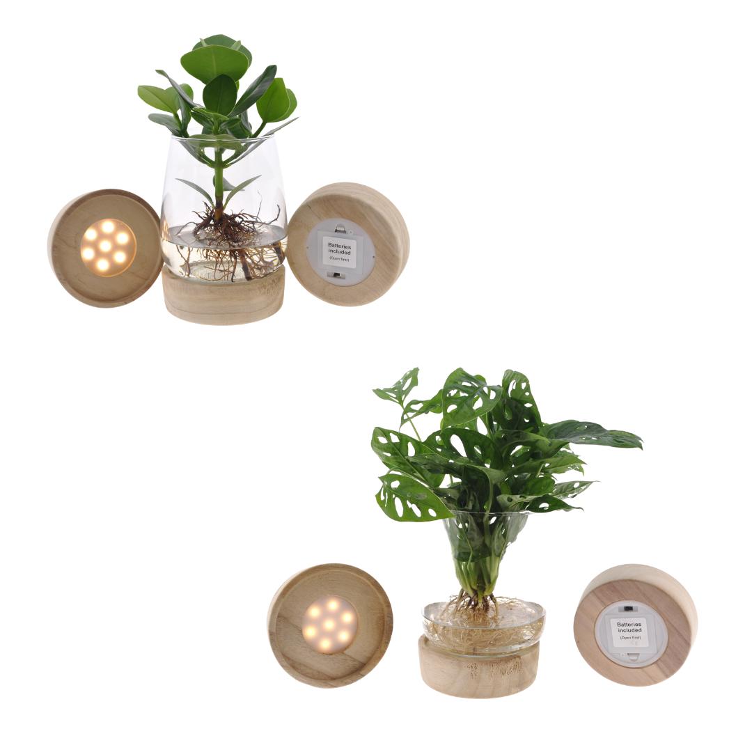 Monstera/Clusia im Kingston Glas + LED - 2 Stück - Ø12cm - ↕30cm