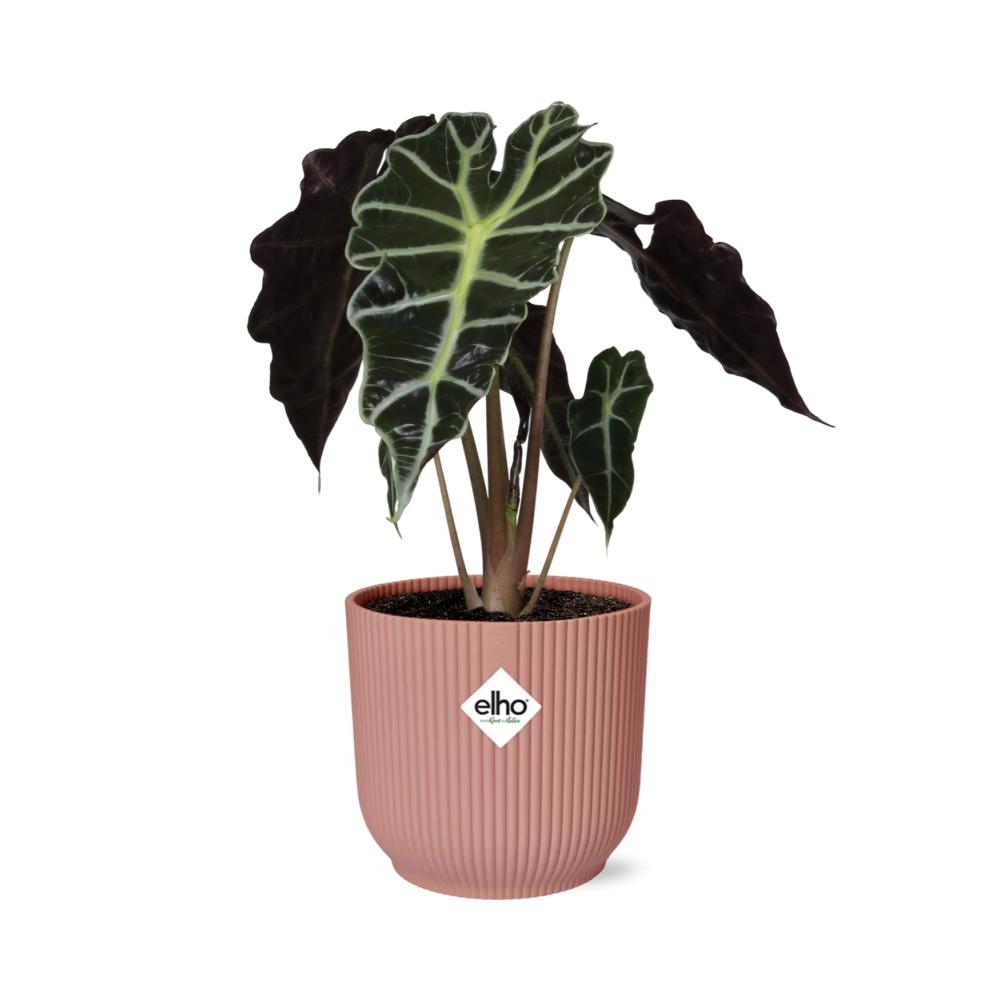 Alocasia ‘Polly’ - in ELHO Vibes Topf rosa Ø14cm