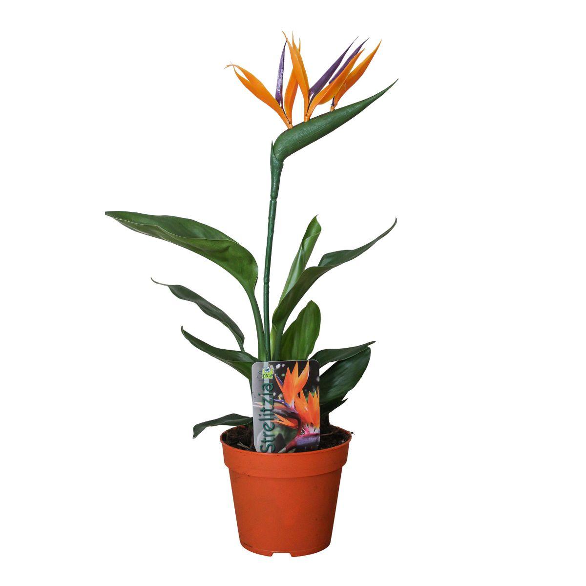 Strelitzia Reginae (mit künstlicher Blüte) - Ø13cm - ↕35cm