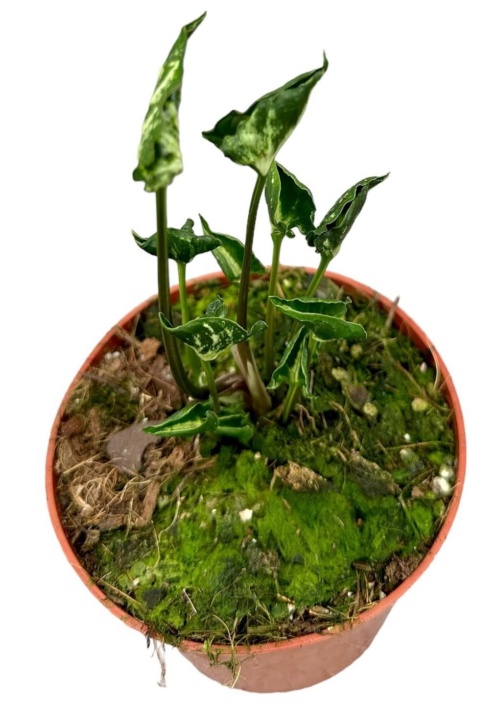 Syngonium Godzilla - Ø10,5cm - ↕15cm