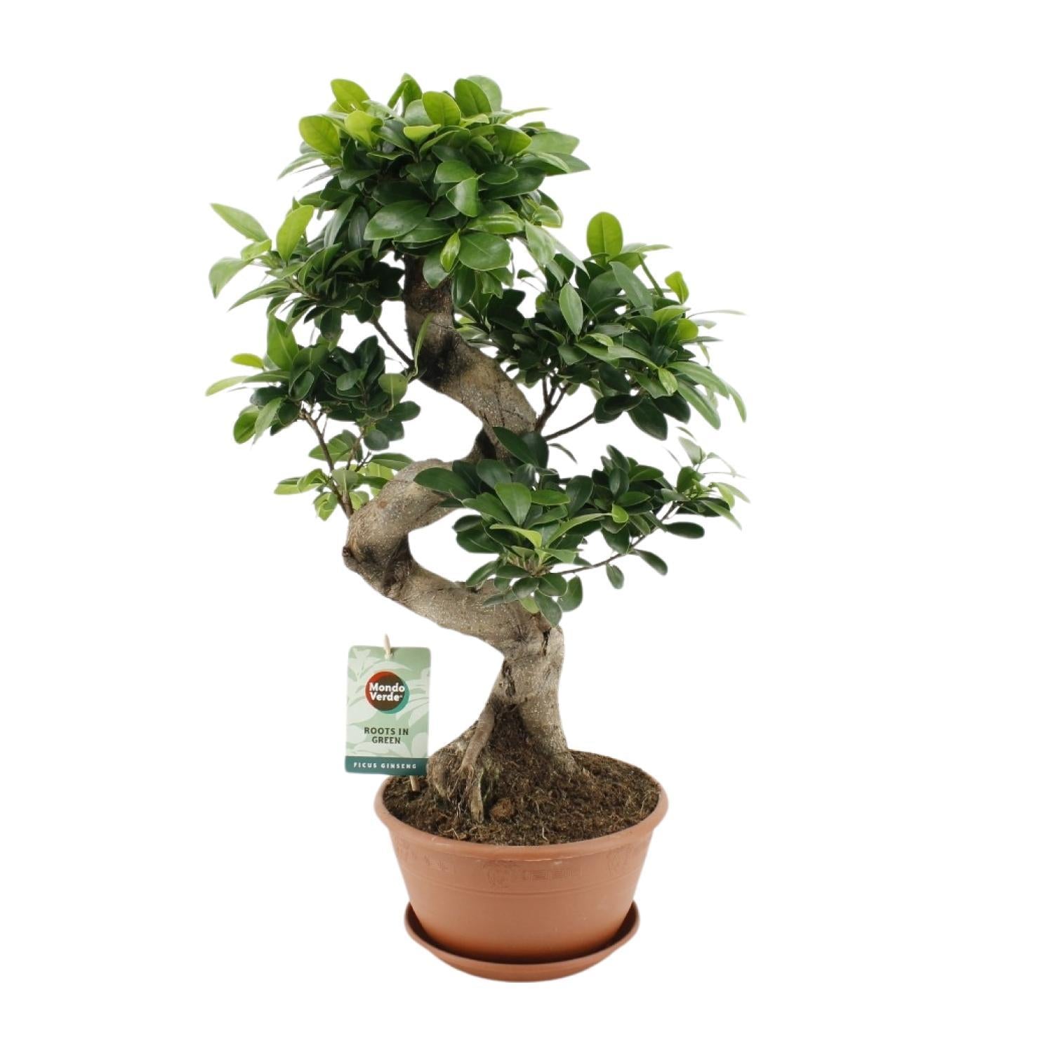 Ficus Ginseng - Ø22cm - ↕60cm