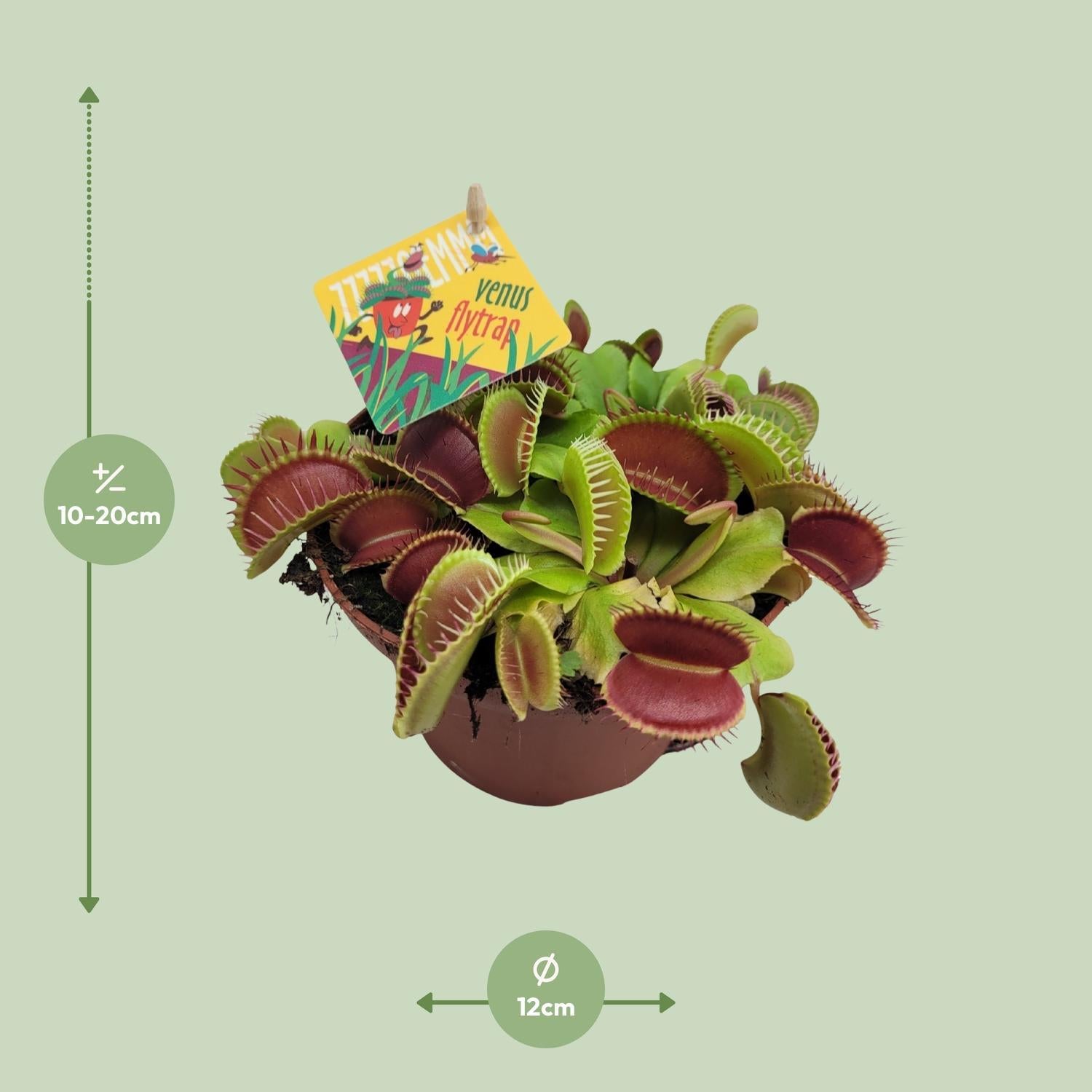 Dionaea Muscipula - Ø12cm - ↕12cm