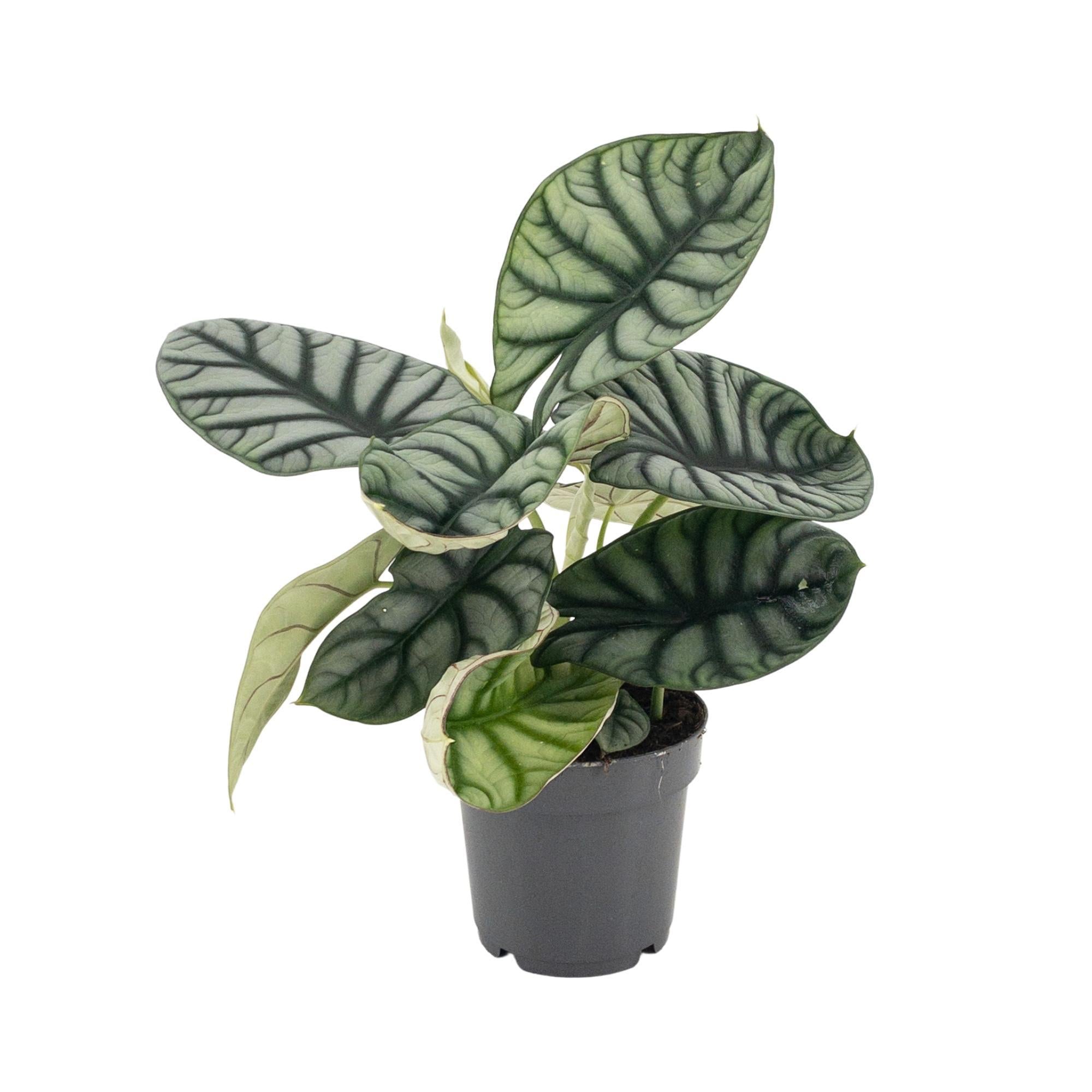 Alocasia Nebula Silver - Ø14cm - ↕30cm