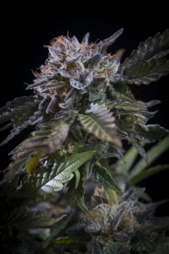 White Noise - Feminised - Paradise Seeds